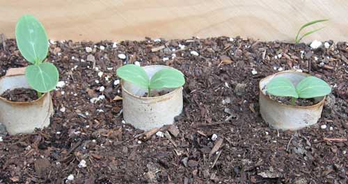 seedlings inside toilet paper tubes