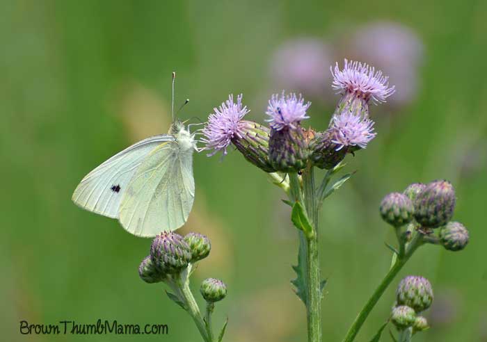 Natural insect control in vegetable garden