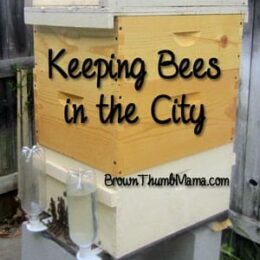 Keeping Bees in the City: BrownThumbMama.com