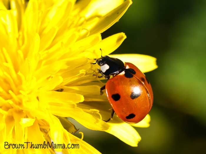 Control insects in your vegetable garden naturally