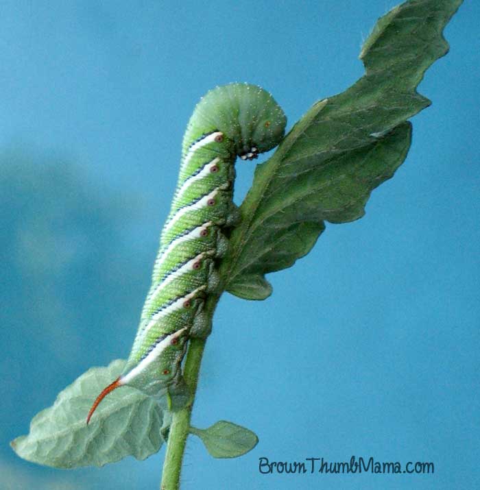 Control insects in your vegetable garden naturally