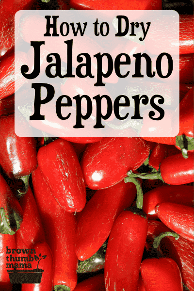 red jalapeno peppers