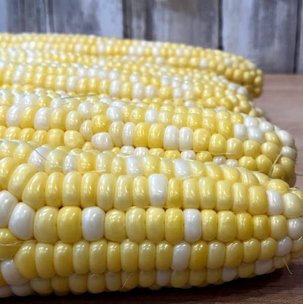 freshly picked corn on the cob