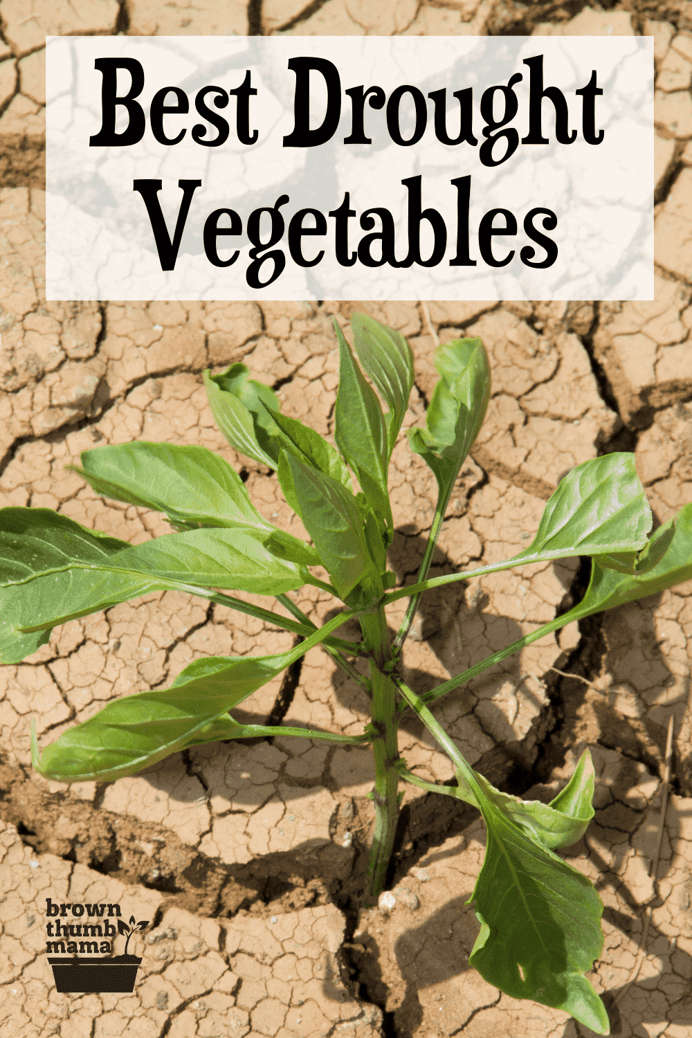 Best Vegetables to Grow in a Drought - Brown Thumb Mama®