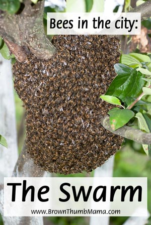 Keeping Bees in the City: The Swarm