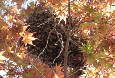 Keeping Bees in the City: The Swarm