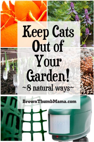 8 Natural Ways to Keep Cats out of Your Garden - Brown Thumb Mama®