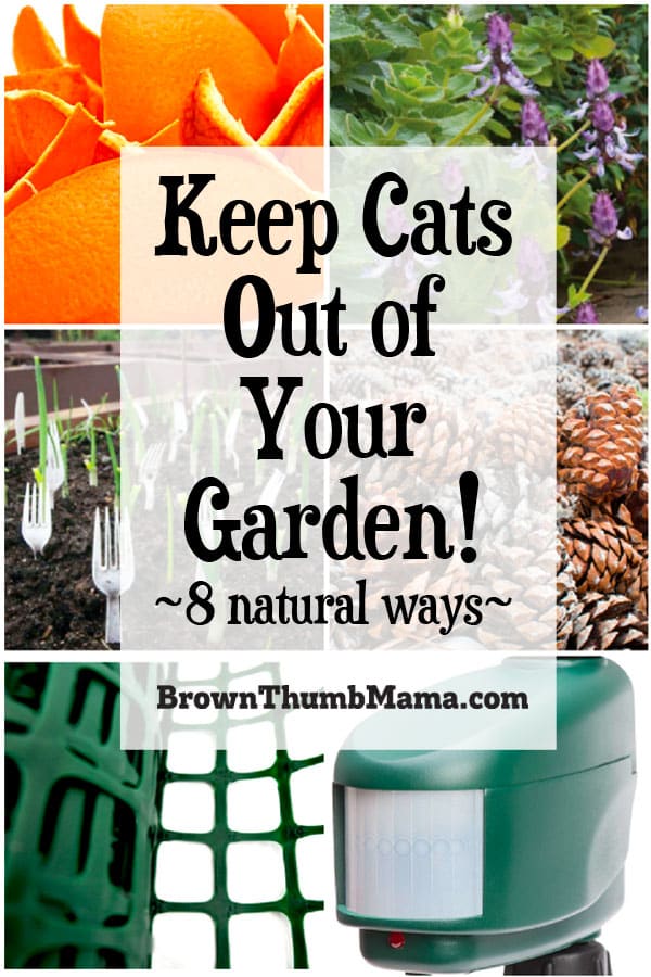 8 Natural Ways to Keep Cats out of Your Garden Brown Thumb Mama®