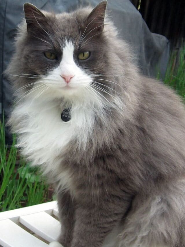 8 Natural Ways to Keep Cats out of Your Garden Story Brown Thumb Mama®