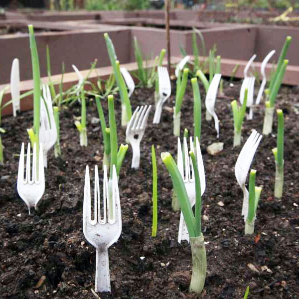 plastic forks sticking up in garden bed