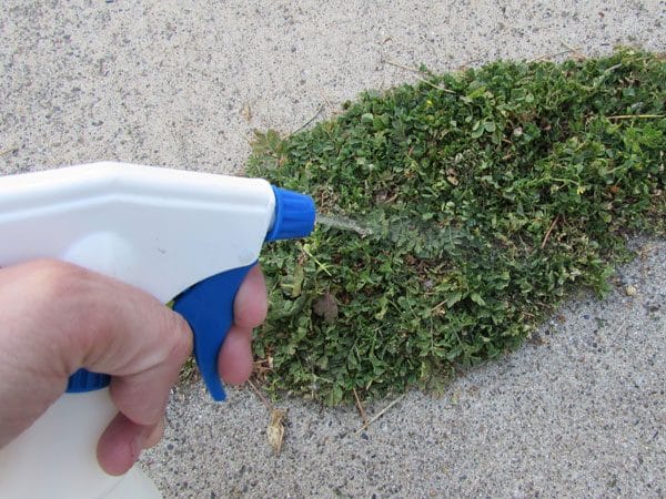 spraying weeds on sidewalk