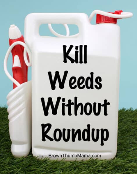 Kill Weeds Without Using Roundup • Brown Thumb Mama