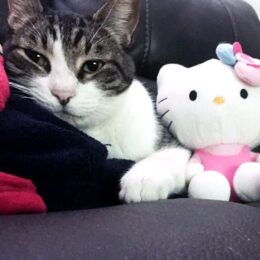gray and white cat on couch with hello kitty toy