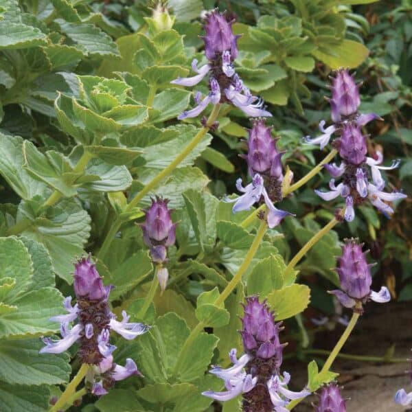 coleus canina plant