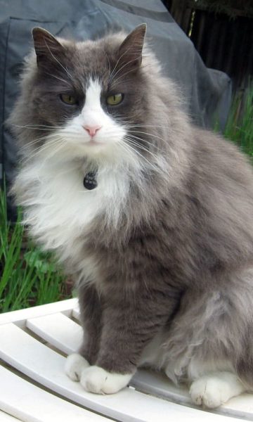 gray and white cat majestically sitting on white chair