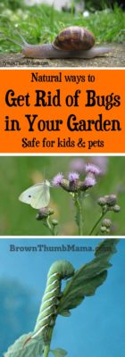 How to get rid of the bugs in your garden naturally--without danger to kids or pets. Also tips on how to keep the good bugs around and how to identify them.