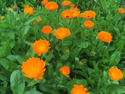 Make Calendula-Infused Oil for Natural Healing: BrownThumbMama.com