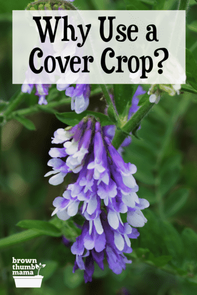 flowering hairy vetch as a cover crop