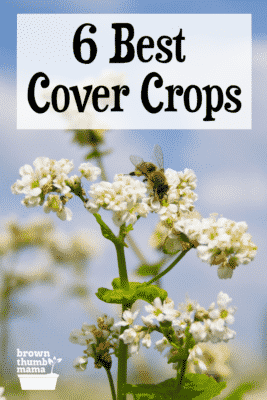 Using A Cover Crop In The Home Garden - Brown Thumb Mama®