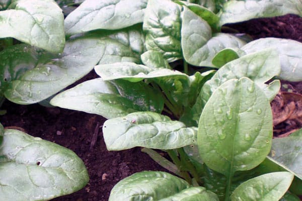 baby spinach plants in garden