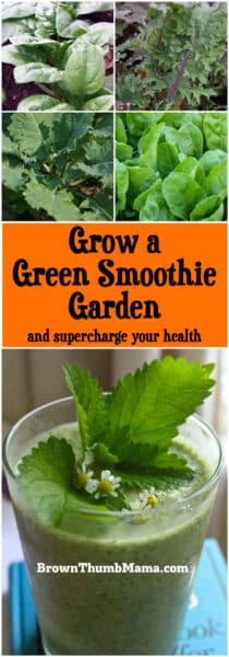 Supercharge your health and save big by growing the vegetables for your green smoothie. These varieties are easy to grow, with maximum nutrition.