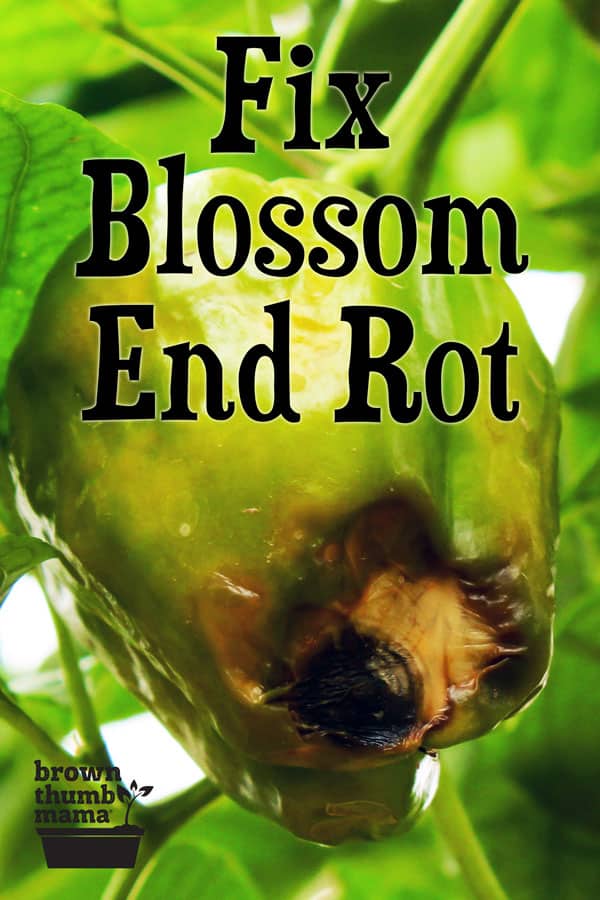 How to Fix Blossom End Rot - Brown Thumb Mama®