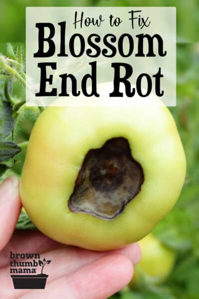 green tomato with blossom end rot