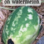 watermelon with blossom end rot