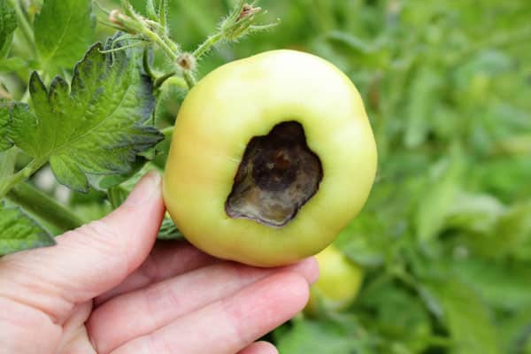 tomato with blossom end rot