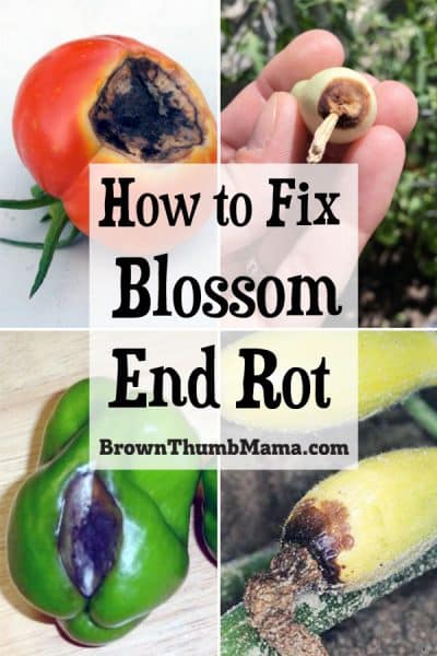 How to Fix Blossom End Rot • Brown Thumb Mama®