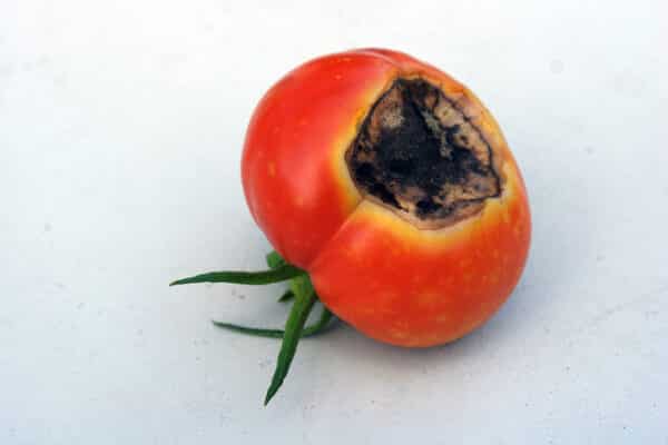  tomato with blossom end rot