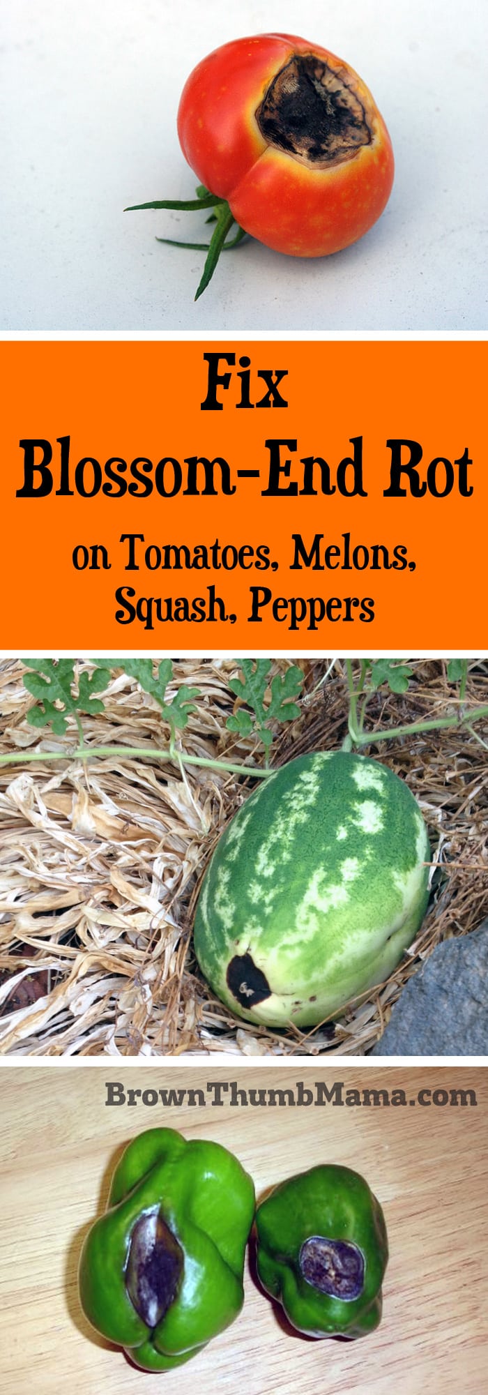 How to Fix Blossom End Rot Brown Thumb Mama