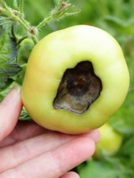 cropped-BER-tomato.jpg