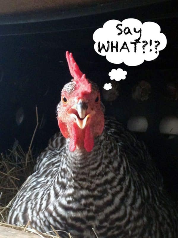 a surprised chicken