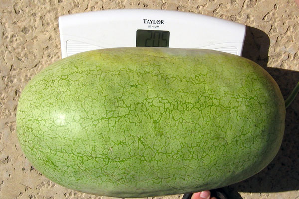 When To Harvest Watermelon Brown Thumb Mama