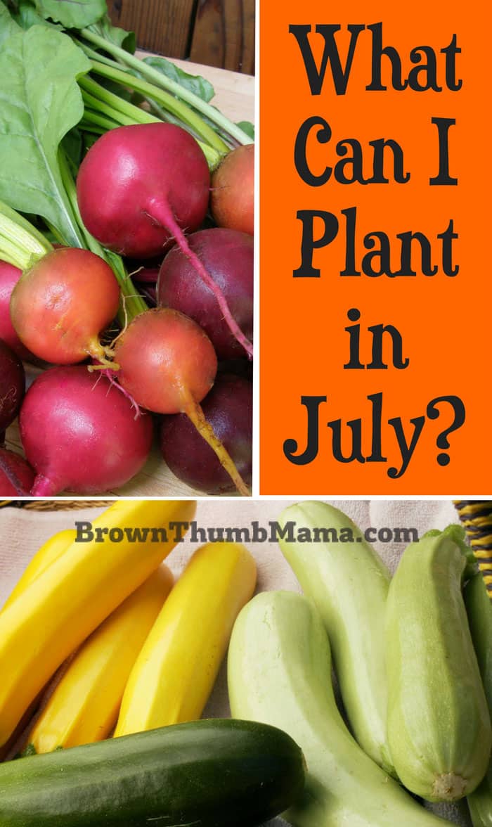 10 Vegetables To Plant In July • Brown Thumb Mama