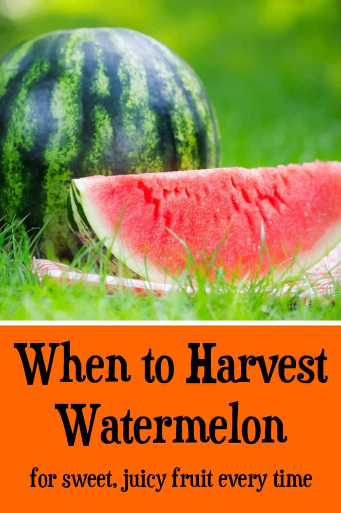 When to harvest watermelon • Brown Thumb Mama