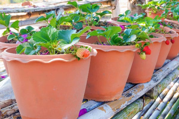 strawberries growing in containers