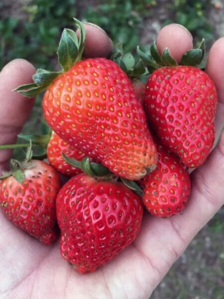 cropped-strawberry-handfulOPT.jpg
