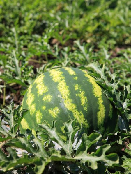 cropped-watermelon-scaled-1.jpg