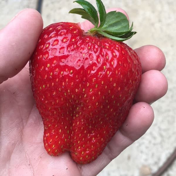 hand holding giant strawberry