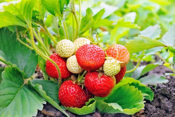 strawberries growing in garden