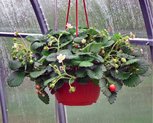 strawberries growing in hanging basket