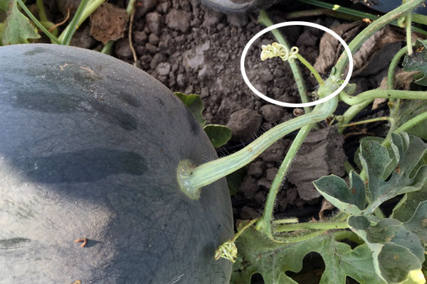Want to know when to harvest your watermelons so you get sweet, juicy fruit every time? Be a watermelon-picking rock star with these important tips. 