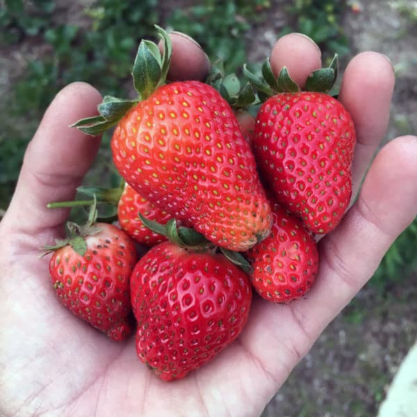 Strawberries are super-easy to grow, but there are a few important tips to keep in mind. Here’s everything you need to know to grow gallons of strawberries in your garden.