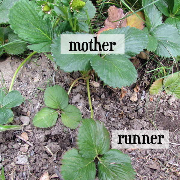 strawberry mother plant and runner