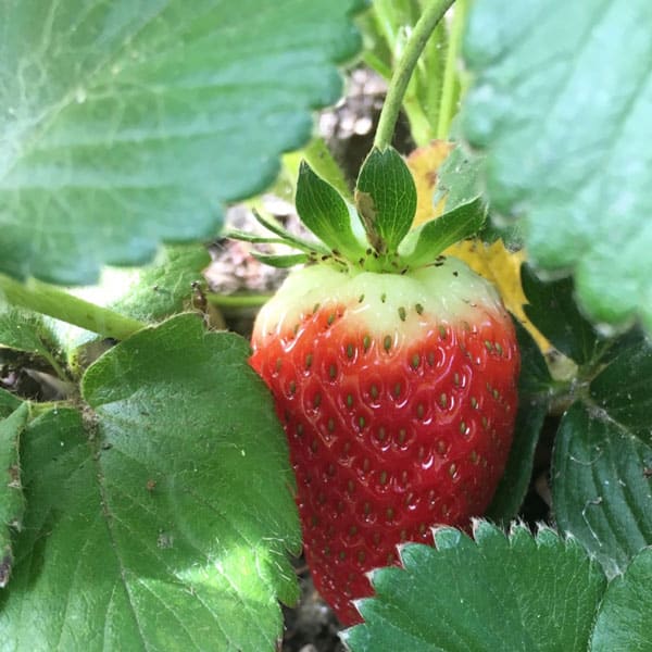 nearly ripe strawberry