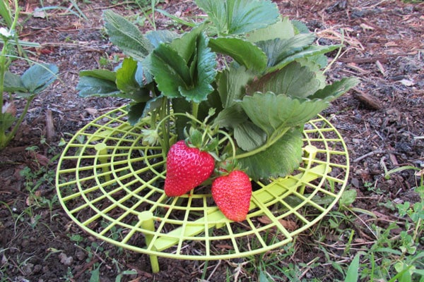 Strawberry plant with support underneath