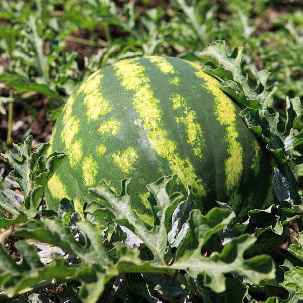 ripe watermelon in field