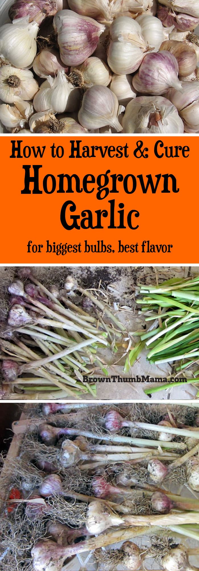 How to Harvest & Store Garlic | Brown Thumb Mama®